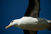 Picture 'Ant1_1_00435 Black-browed Albatross, Diomedea Melanophris, Antarctica and sub-Antarctic islands, Falkland Islands, Saunders Island'